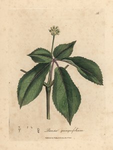 Gelbblühende Ginsengpflanze, Panax quinquefolium