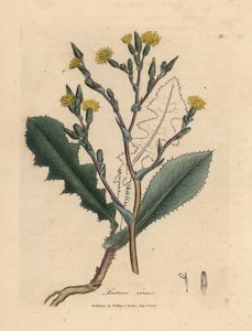 Gelbblühender wilder Lattich, Lactuca virosa