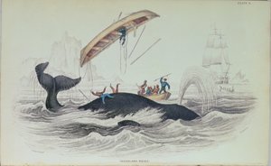Grönlandwal, Buchillustration graviert von William Home Lizars (1788-1859) von James Stewart