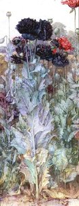 Schwarze und purpurrote Islandmohnblumen