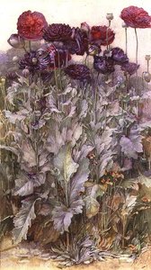 Mohnblumen