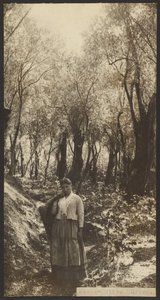 Massa - Olivenhain von James W. Holcombe