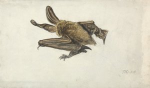 Eine Fledermaus von James Ward