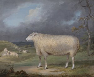 Eine Border-Leicester-Mutter von James Ward