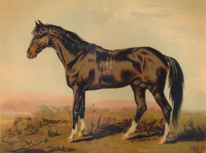 Ein Dongola-Pferd