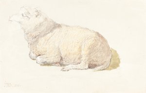 Ein ruhendes Schaf