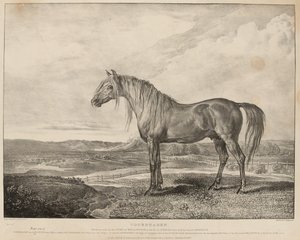 Kopenhagen, das Pferd, das der Herzog von Wellington in der Schlacht von Waterloo ritt, wurde von General Grosvenor gezüchtet, ca. 1824