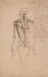 Zeichnung eines menschlichen Skeletts