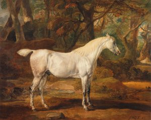 Grauer arabischer Hengst, Eigentum von Sir Watkin Williams-Wynn