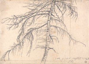 Lärchenbaum