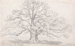 Mr. Howards große Eiche, 5. August 1820 von James Ward