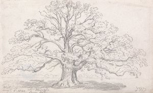 Mr. Howards große Eiche, 5. August 1820 von James Ward