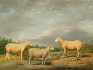 Ryelands-Schafe, der Widder des Königs, das Mutterschaf des Königs und Lord Somervilles Hammel