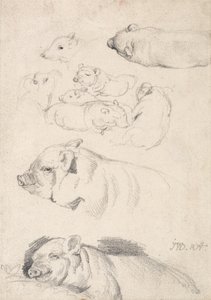 Studien von Schweinen von James Ward