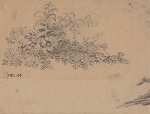 Studie des Unterholzes von James Ward