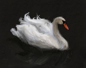 Anmutiger Weißer Schwan