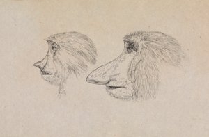 Köpfe von zwei Nasenaffen von James de Carle Sowerby