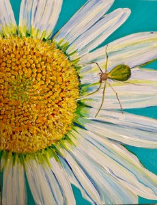 Wassermelonen-Spinne, 2023 von Jan Barzottini