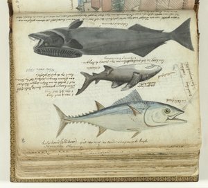 Ein Thunfisch, ein Hai und ein Remora von Jan Brandes