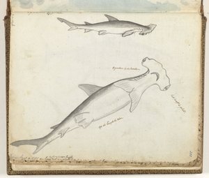 Hammerhai von Jan Brandes