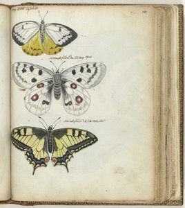 Indischer Schmetterling und schwedische Schmetterlinge von Jan Brandes