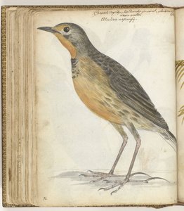 Kapvogel