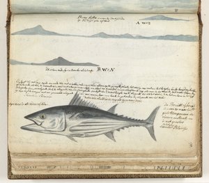 Küstenprofile der Kanarischen Inseln. Fisch. von Jan Brandes