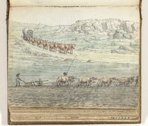 Ochsengespann vor Planwagen und Pflug
