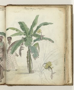 Bananenbaum