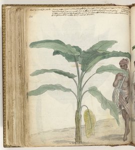Bananenbaum