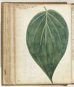 Sirih oder Betelblatt