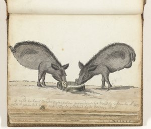 Schweine ohne Hinterbeine am Trog von Jan Brandes