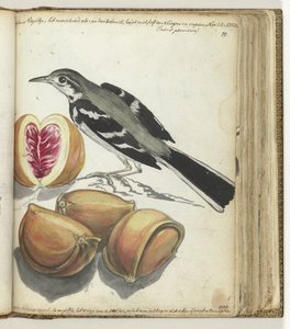 Bachstelze mit Früchten