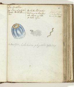 Quallen von Jan Brandes