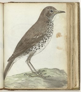 Schwedischer Vogel