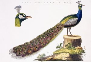 Pfau, ca. 1809-1829
