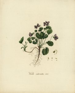 Duftveilchen oder Englisches Veilchen, Viola odorata von Jan Christiaen Sepp