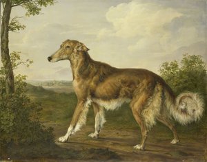 Sibirischer Windhund