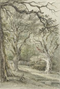 Waldansicht