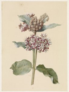 Blühende Asclepias-Arten von Jan Jacob Goteling Vinnis