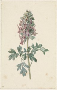 Blühende Corydalis bulbosa