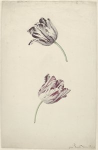 Zwei rot-weiße Tulpen