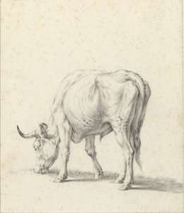 Weidender Stier