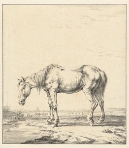 Altes Pferd steht am Wasser