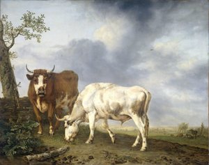 Ochsen auf der Wiese