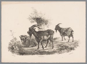 Twee geiten en een schaap bij een boom