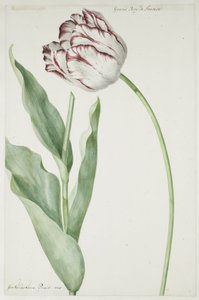 Tulpe Grand Roy de France