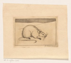 Maus