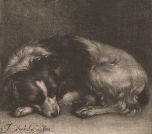 Ein schlafender Hund
