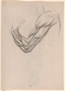 Anatomische Studie der Muskeln eines rechten Arms